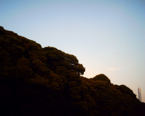 【写真】VQ1005で撮影した浜離宮恩賜庭園を取り囲む木々