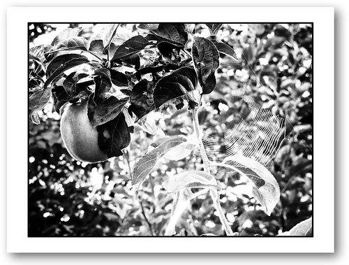 apple tree leaf. White flowers middot; Apple tree leaves middot; Apple tree leaf