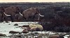 Wrangel Island mammoth and polar bears
