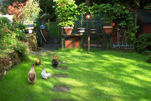 chicken garden by DrSlippers2007