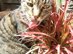 Licking the Plant