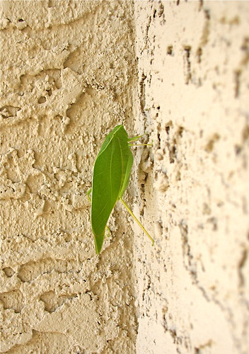 Leaf bug outside our door