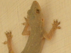 Delhi lizard