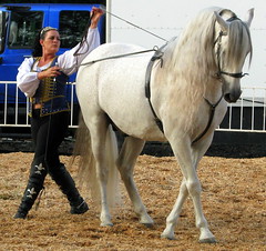 100 Things to see at the fair #94: Graceful horses