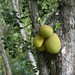 Artocarpus heterophyllus Lam. (Jak Fruit) - cultivated