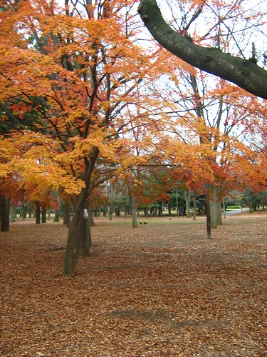 Autumn's end at Yoyogi Park