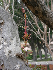 Pomegranate sprouting branch