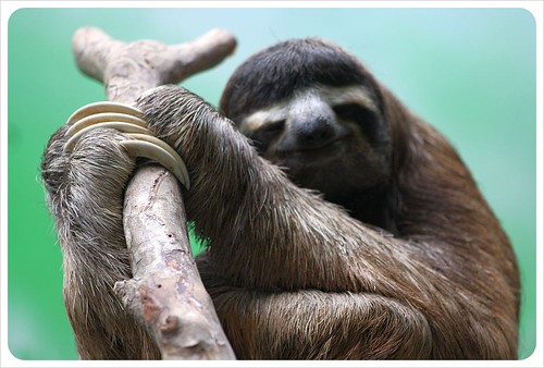 Three fingered sloth in Monteverde Costa Rica