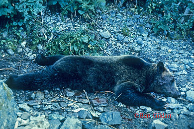 1967 killer bear
