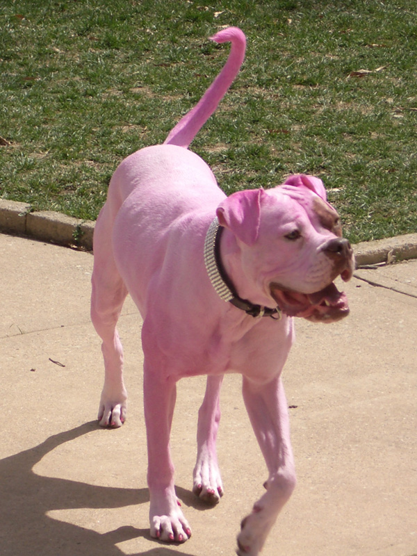 Pinky doggy