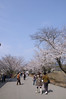 桜, 熊本城