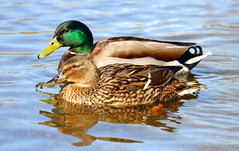 Ducks; flickr: law_keven