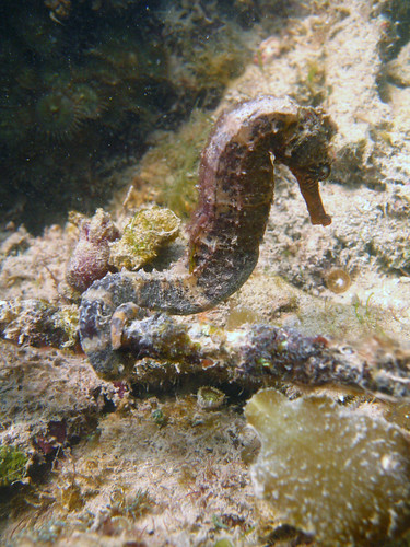 tigertail seahorse