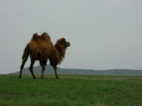A camel near Kuitun, Xinjiang Province, China