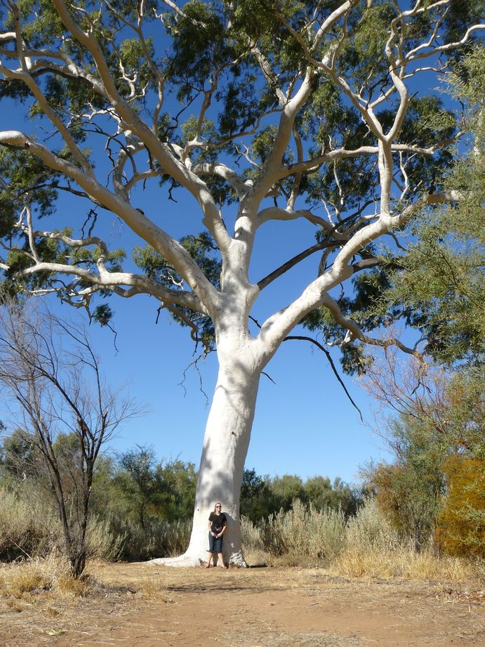 Australie #23 : Eucalyptus