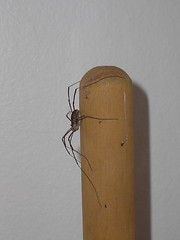 Bathroom Spider