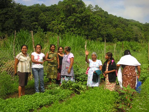 organic gardening in Mexico with Coffee Kids and FomCafe