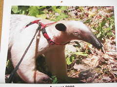 My Anteater Calender - August 08
