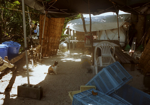 カイジ浜の猫の休憩所