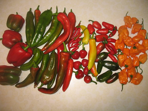 That is a lot of peppers and chiles