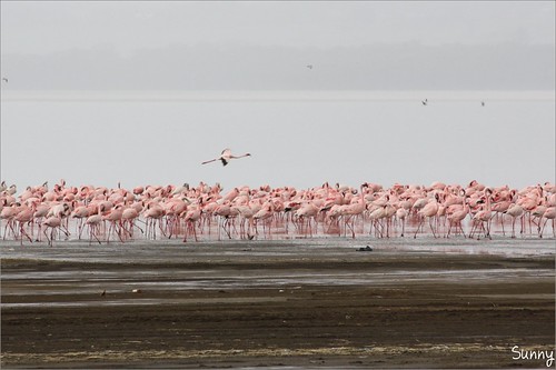 你拍攝的 48 Lake Nakuru - Flamingo。