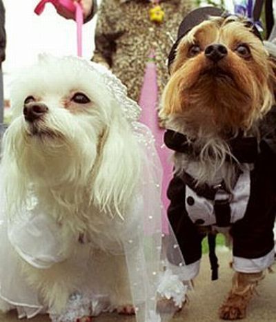 bride and groom puppies