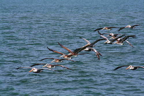 Pelicanos