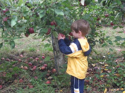Braden apple picking