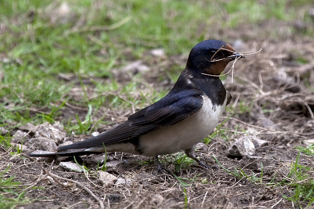 Barn Swallow (Hirundo rustica) gathering nest material