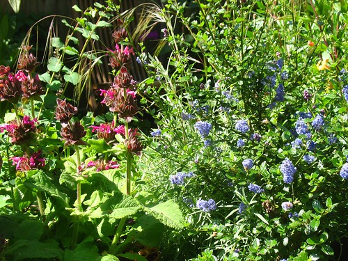 Salvia spathacea + Ceanothus 'Frosty Blue'