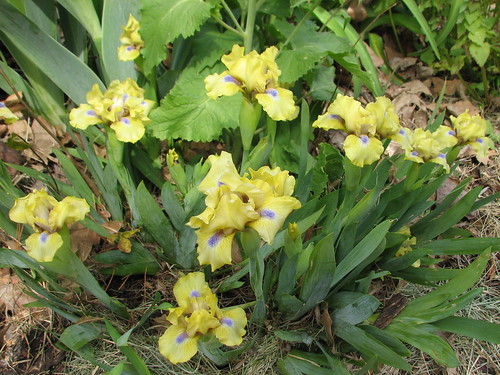 dwarf iris 'Irish Chant'
