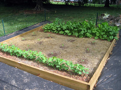 lettuce, spinach, eggplants and soybeans in the vegetable garden