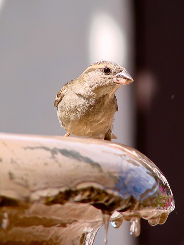 sparrow giving me the eye