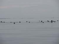 サロマ湖のアザラシの群れ