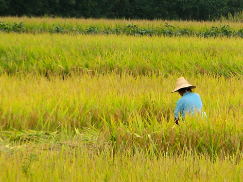 Rice ready for harvest near Luan, Anhui Province, China