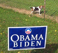 Beagles for Obama
