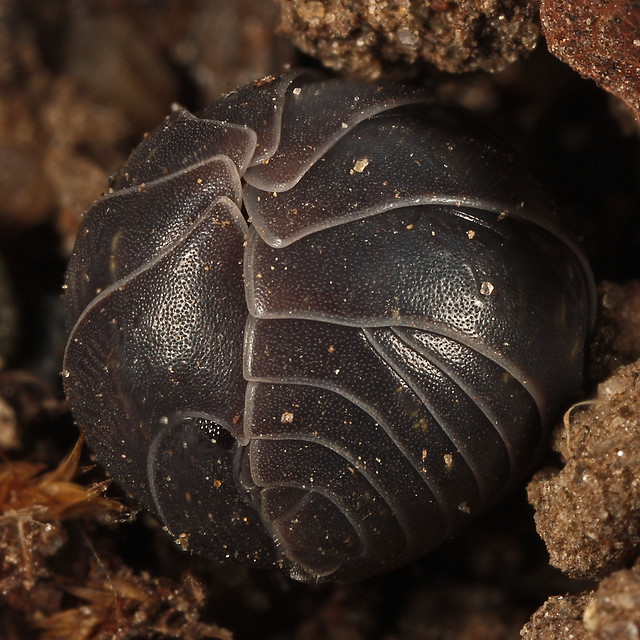 Pillbug (Armadillidium vulgare)