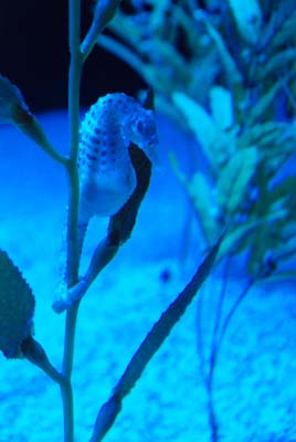 pot bellied seahorse