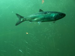 Salmon at Chittenden Locks, Seattle
