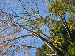秋の青空と桜