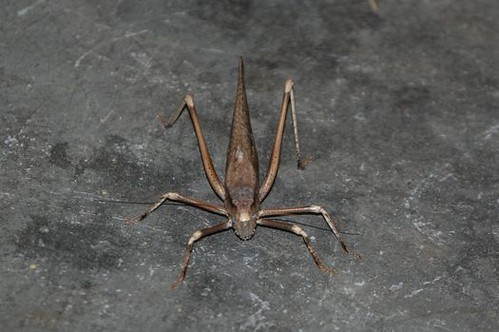 african grasshopper