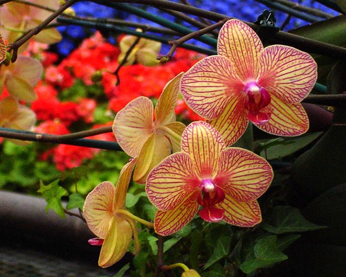 orchid8
