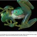 Transparent Frog (pic)