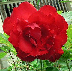 Lili Marlene floribunda rose