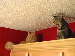 Maggie joins Jasper on top of the cabinets