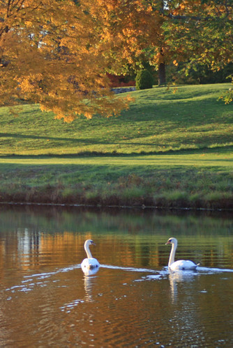 Swans on the Wachusett Aqueduct, Southborough MA