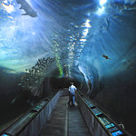 Aquarium of the Bay #66