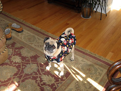 norman in his holiday jacket