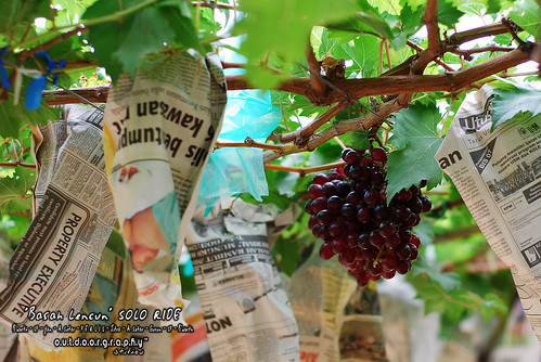 Basah Lencun Ride : Grapes @ Perlis #2