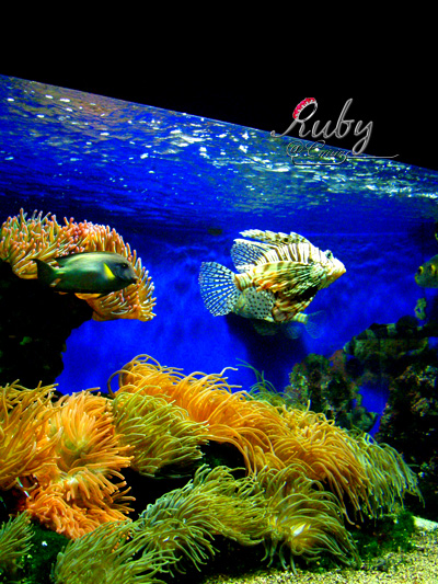 Monaco_aquarium_scorpion_fish_03